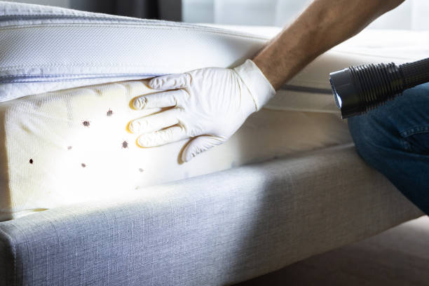 Best Insect Control  in Brookfield, NJ