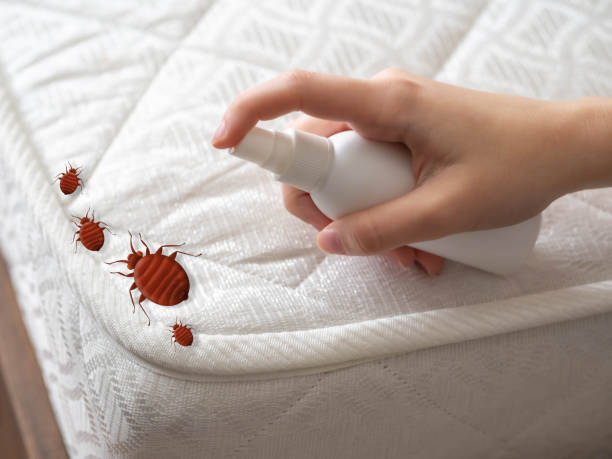 Best Mosquito Control Services  in Brookfield, NJ